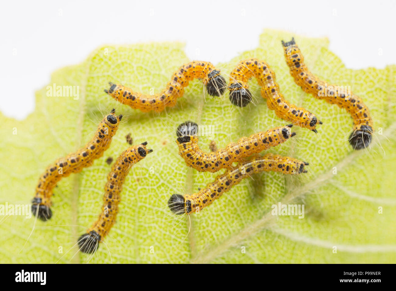 Juvenile buff-tipp Nachtfalter Raupen, Phalera bucephala, ca. 7 mm lang gefunden Fütterung auf Buche Blätter und in einem Studio fotografiert. Die Raupen fe Stockfoto