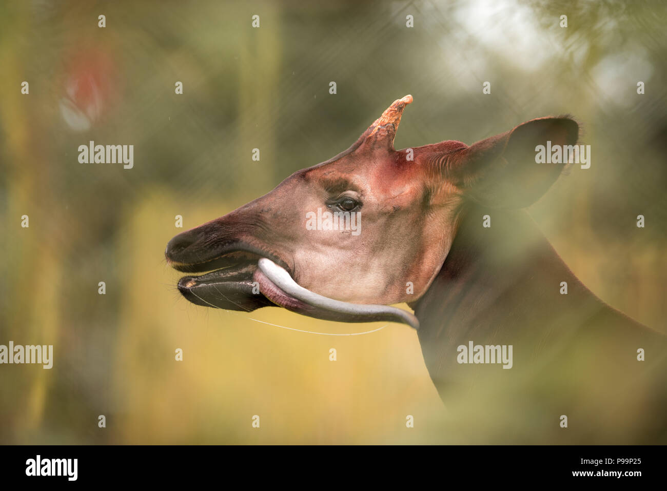 Okapi Nahaufnahme Portrait von egsotic gefährdete Tier, okapi setzt mit herausgestreckter Zunge Stockfoto