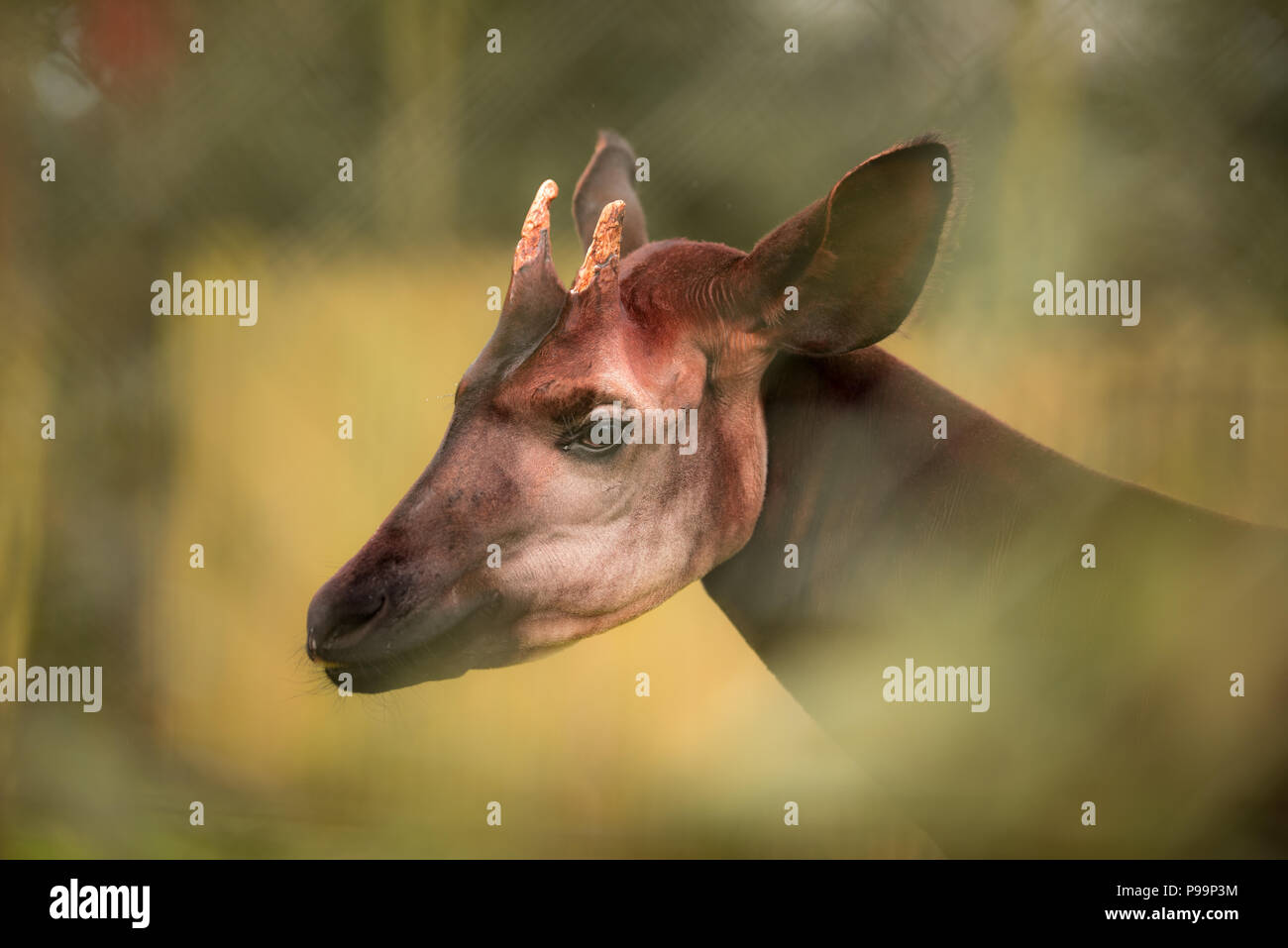 Okapi Nahaufnahme Portrait von egsotic gefährdete Tier Stockfoto