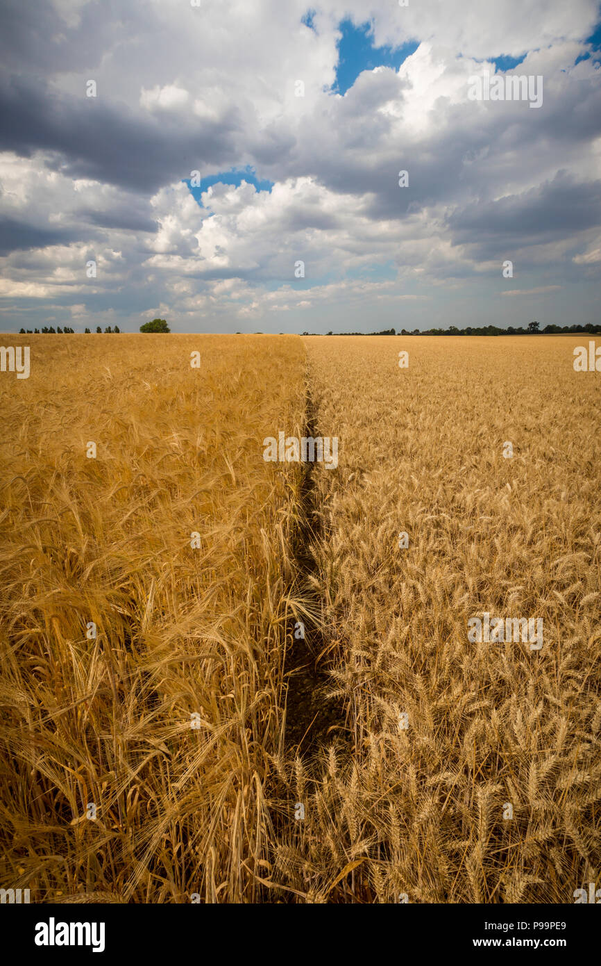 Bereich der Gerste (links) und Weizen (rechts). Suffolk, Großbritannien. Stockfoto