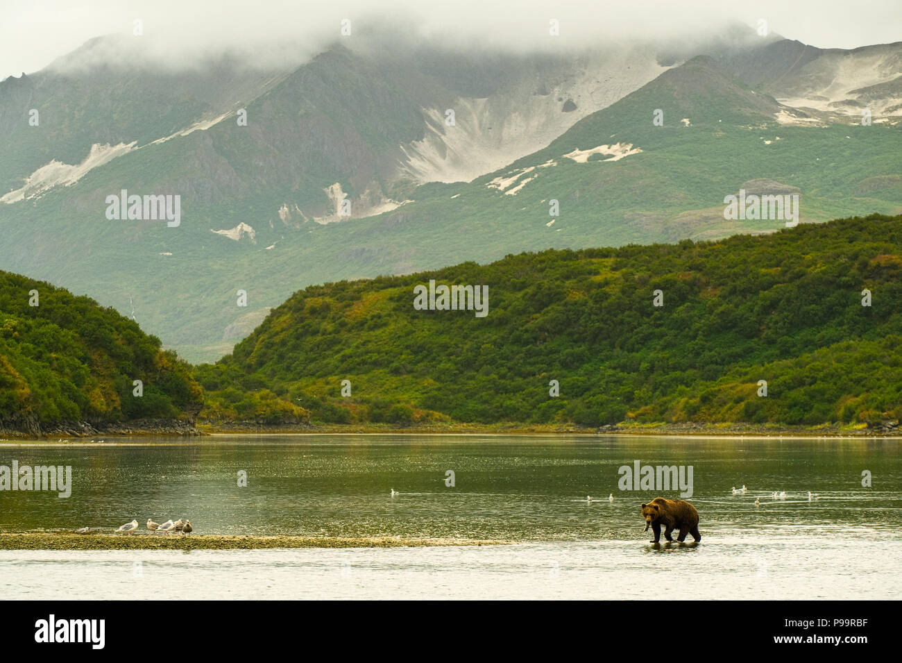 Grizzly Bear-/Küstenbereich Braunbären in Alaska Landschaft im Katmai National Park Stockfoto