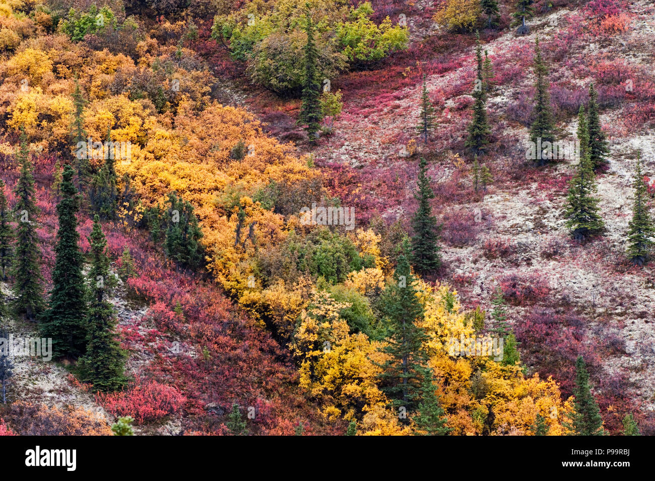 Autumn/Herbst Farbe Taiga und Borealer Wald in Alaska Stockfoto