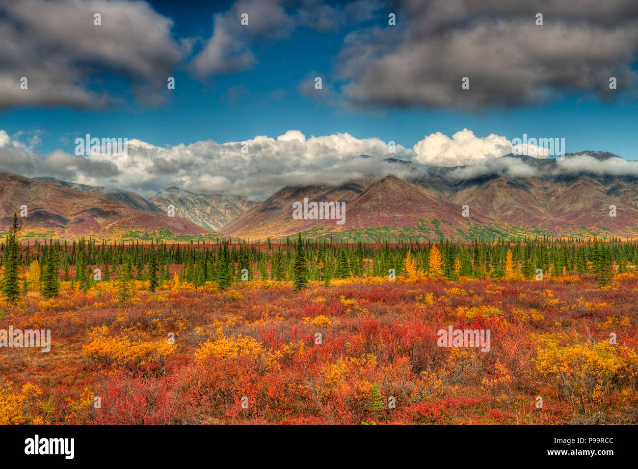 Denali Herbst Farbe, Denali National Park, Alaska Stockfoto