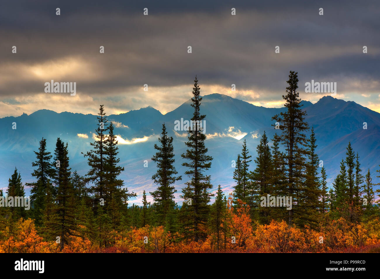 Cantwell Hintergrundbeleuchtung Fichte, Cantwell, Alaska Stockfoto