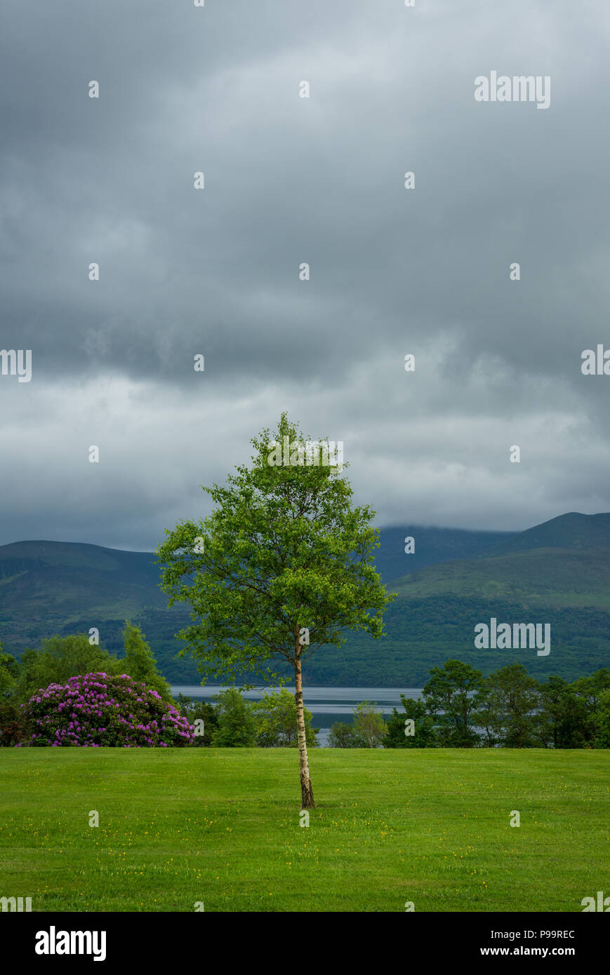 Eineinziger kleiner Baum auf grüner Wiese vor fernen Bergen und See im Hintergrund als Gelassenheit-Konzept im Killarney National Park, County Kerry, Irland Stockfoto