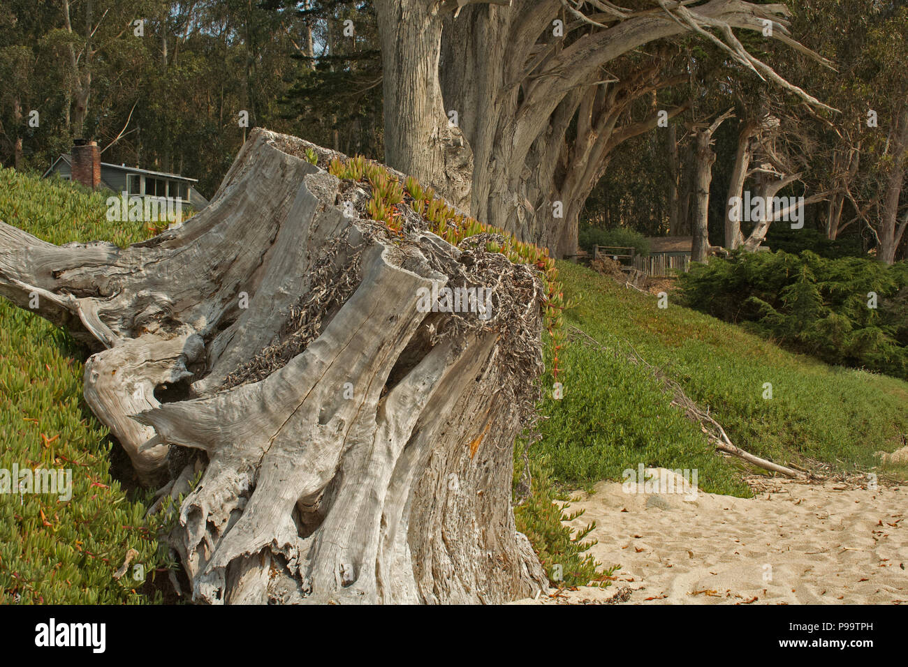 Baum am Strand Stockfoto