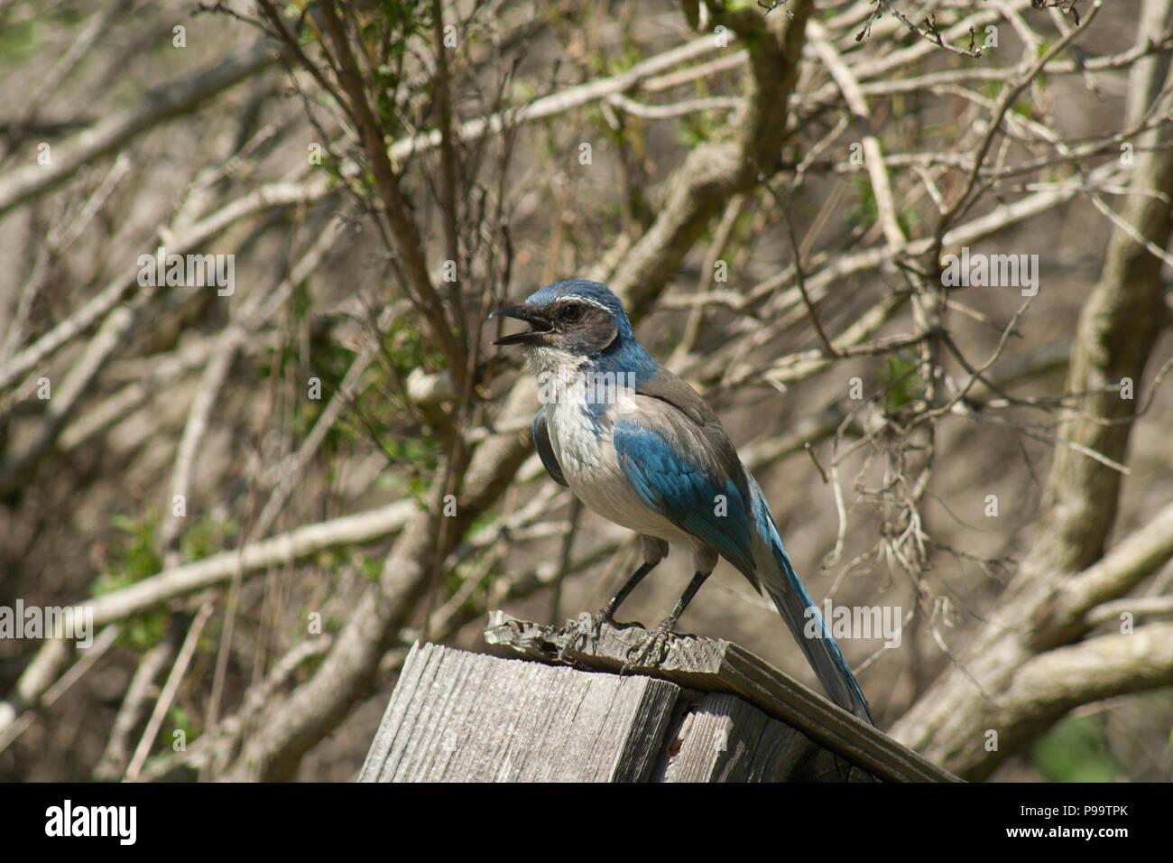 Westlichen Bluebird Stockfoto