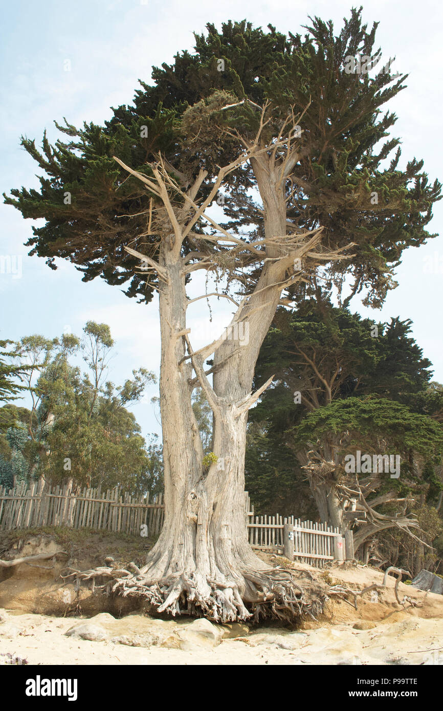 Entwurzelten Baum am Strand Stockfoto