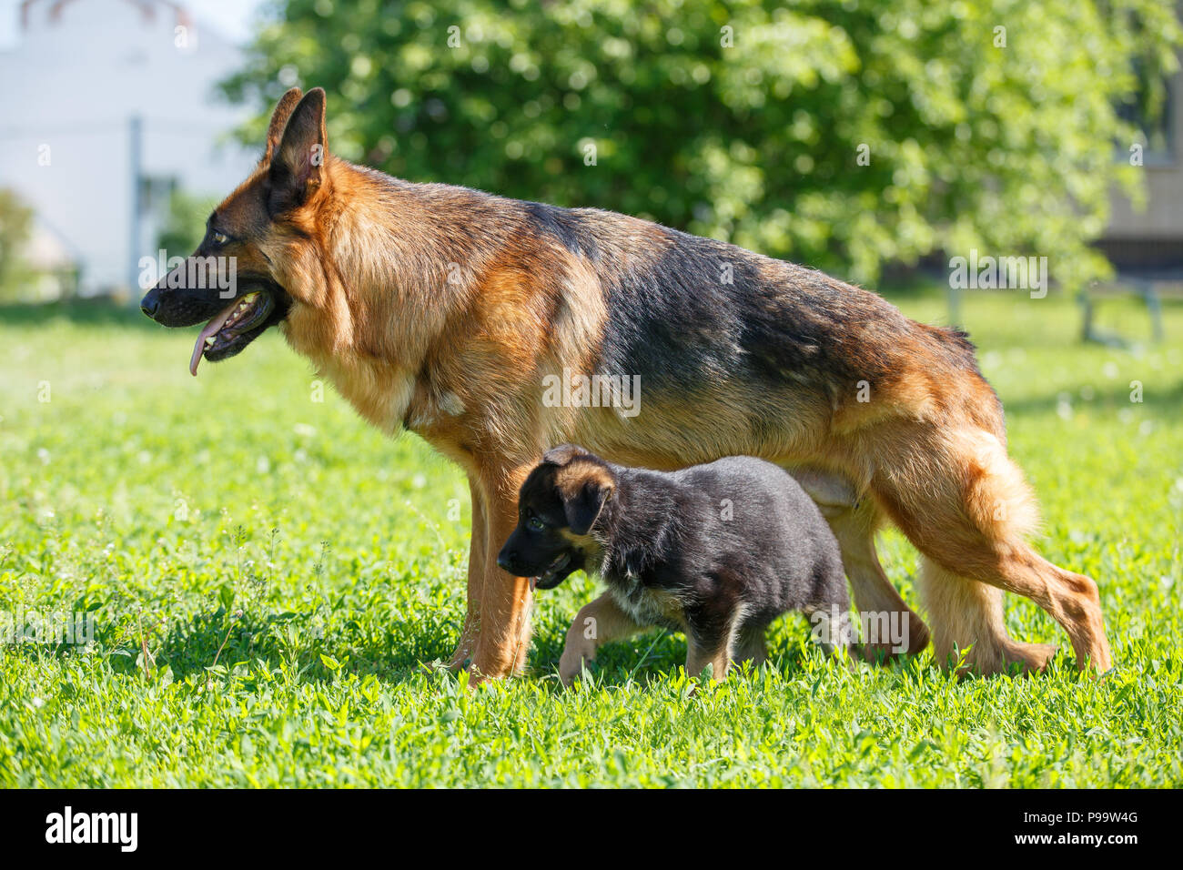 Deutscher Schäferhund mit ihren Welpen auf Gras Stockfoto