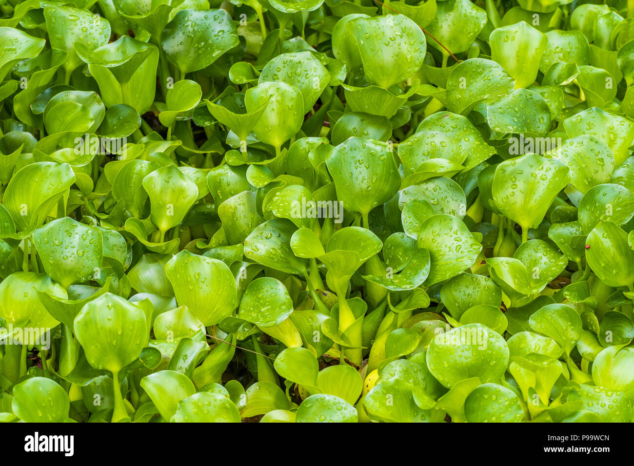 Wasser und pflanzen Fotos und Bildmaterial in hoher Auflösung Alamy