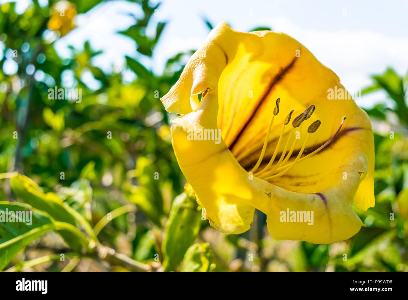 Eine kräftige Reben genannt Tasse Gold Rebsorten (solandra Maxima) auch als goldener Kelch Wein- oder hawaiianische Lilie, in Jamaika bekannt. Stockfoto