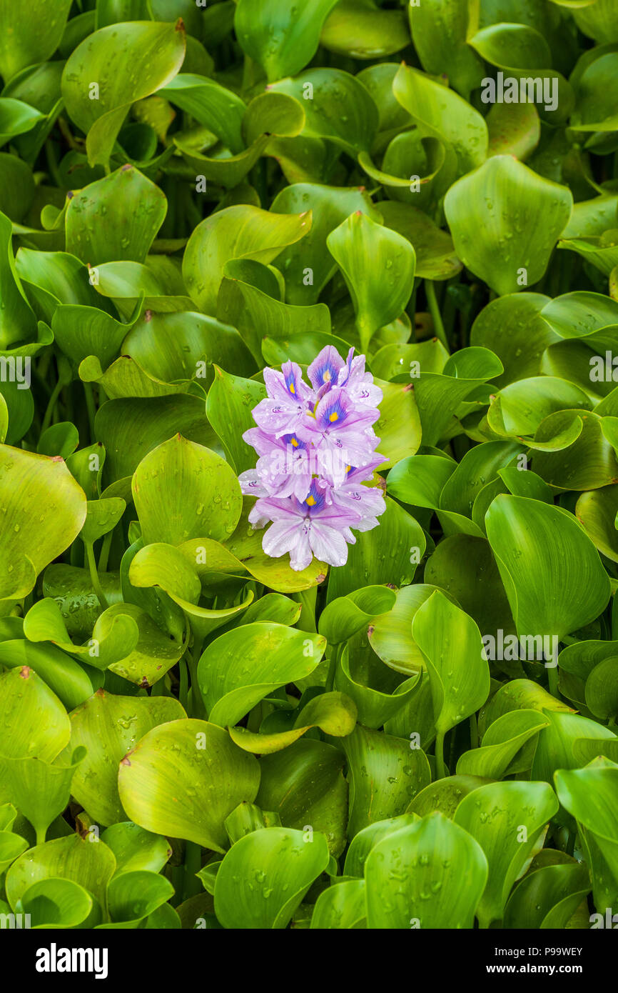 Blühende Wasserhyazinthe (Eichhornia Crassipes) in einem Teich in Montego Bay, Jamaika. Stockfoto