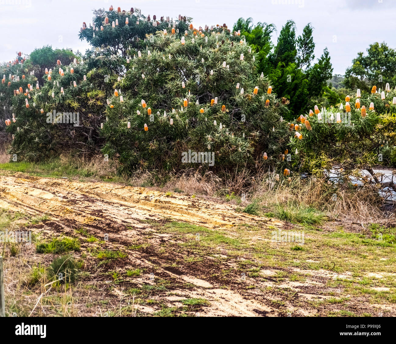 Banksias Neben gemeinsam genutzten Pfad nördlich von See. Joondalup, Perth, W. Australien Stockfoto