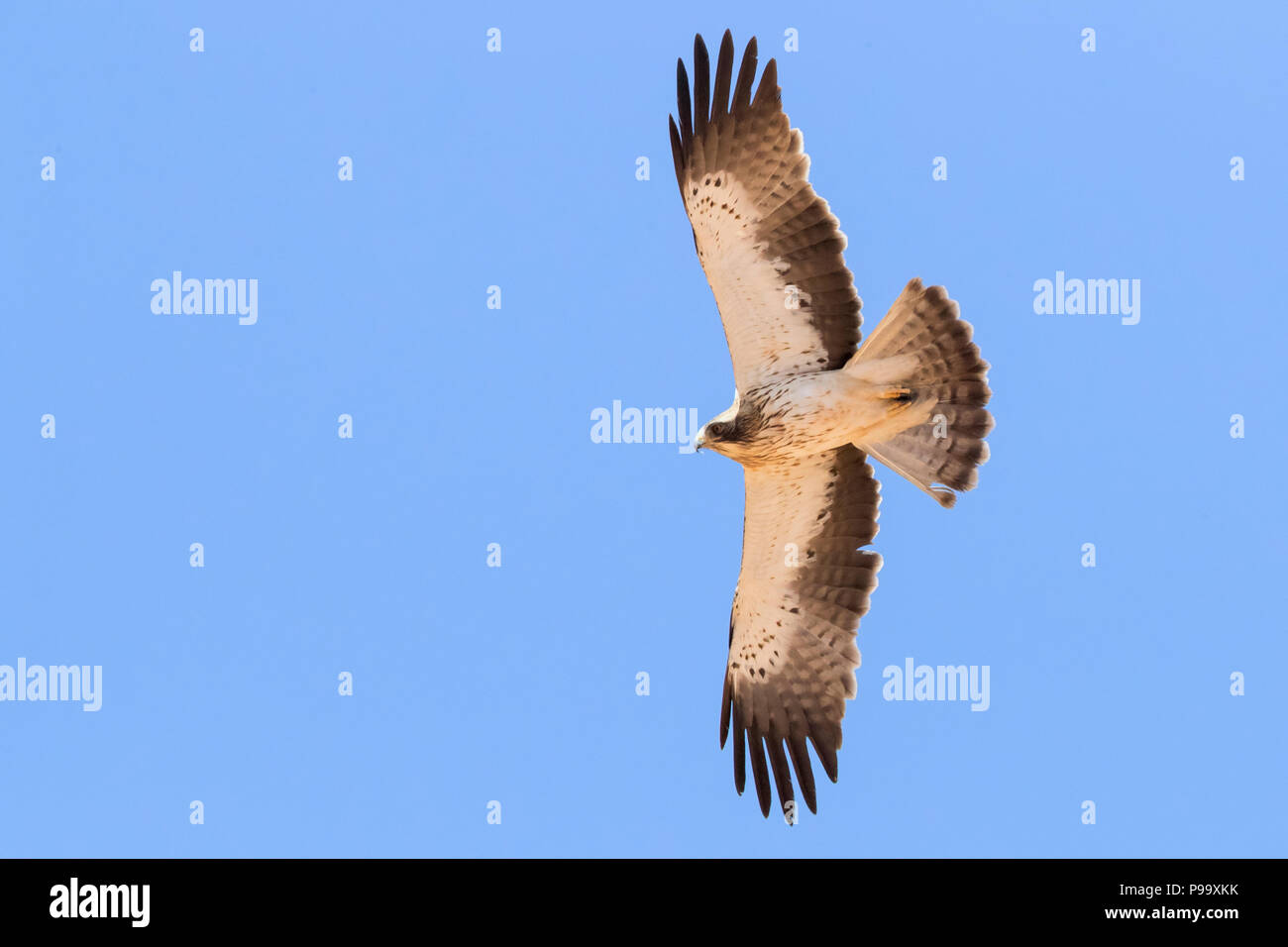 Zwergadler (Hieraaetus pennatus), pale morph Einzelnen im Flug Stockfoto