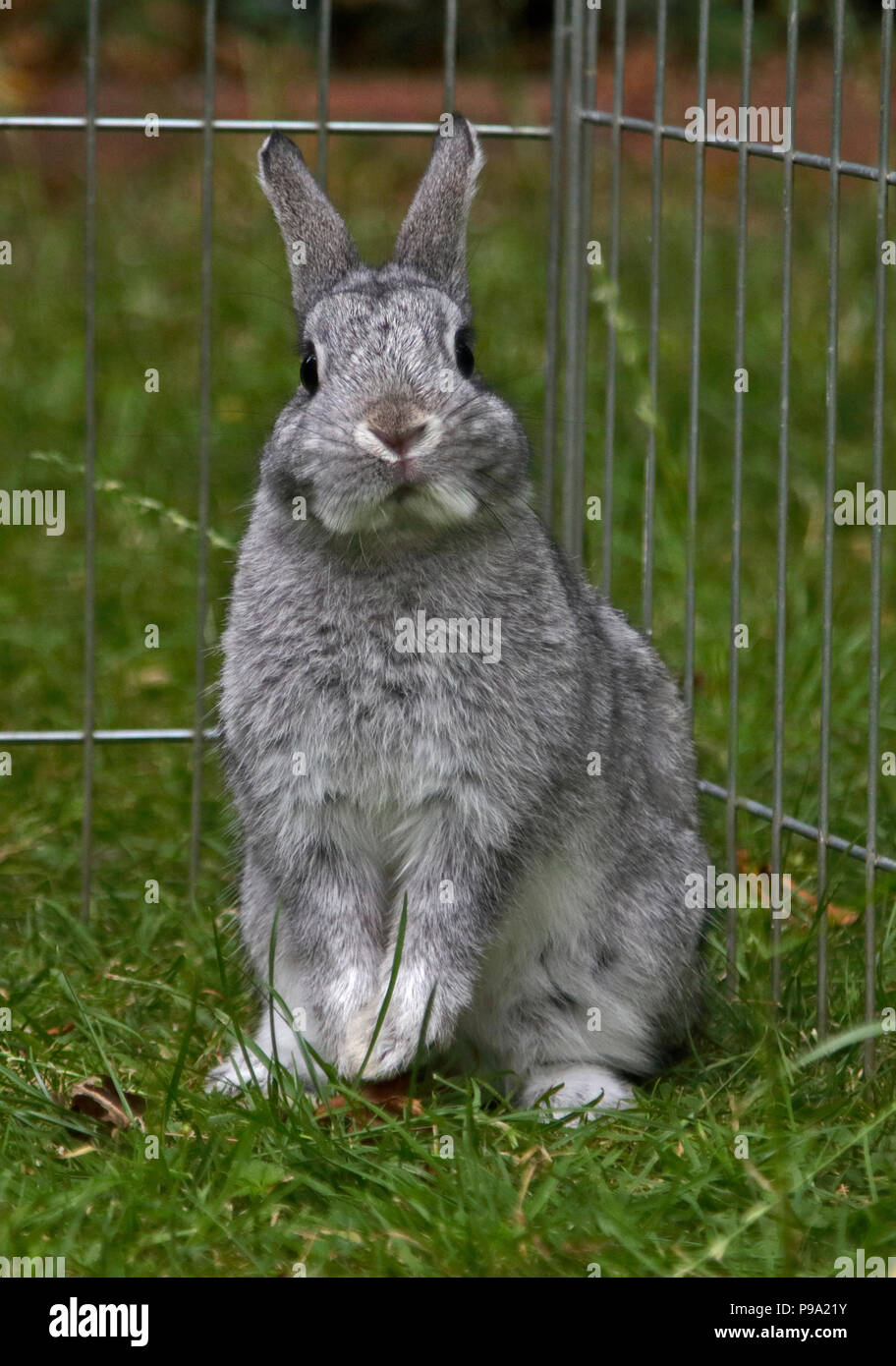 Netherland Dwarf Rabbit Doe Kit Chinchilla Farbe - 13 Wochen Stockfoto