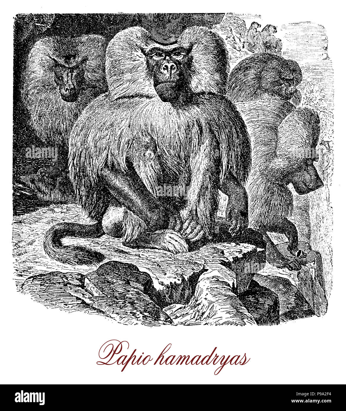 Vintage Gravur von Hamadryas baboon, Allesfresser monkey native von Arabien leben in mehrstufigen Gesellschaft (Truppe, Band, Clan, Harem) in semi-wüstenhaft Bereiche mit Felsen und Wasser. Stockfoto