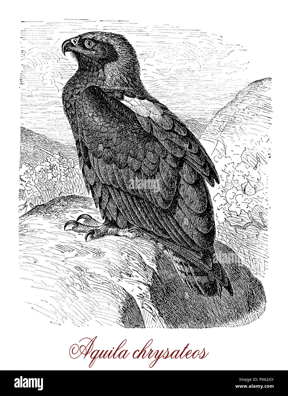 Vintage Gravur der Steinadler (Aquila Chrysaetos), einer der bekanntesten Greifvögel in der nördlichen Hemisphäre, dunkelbraun mit helleren golden-braunes Gefieder. Sie bauen Nester in Höhen und Klippen. Stockfoto