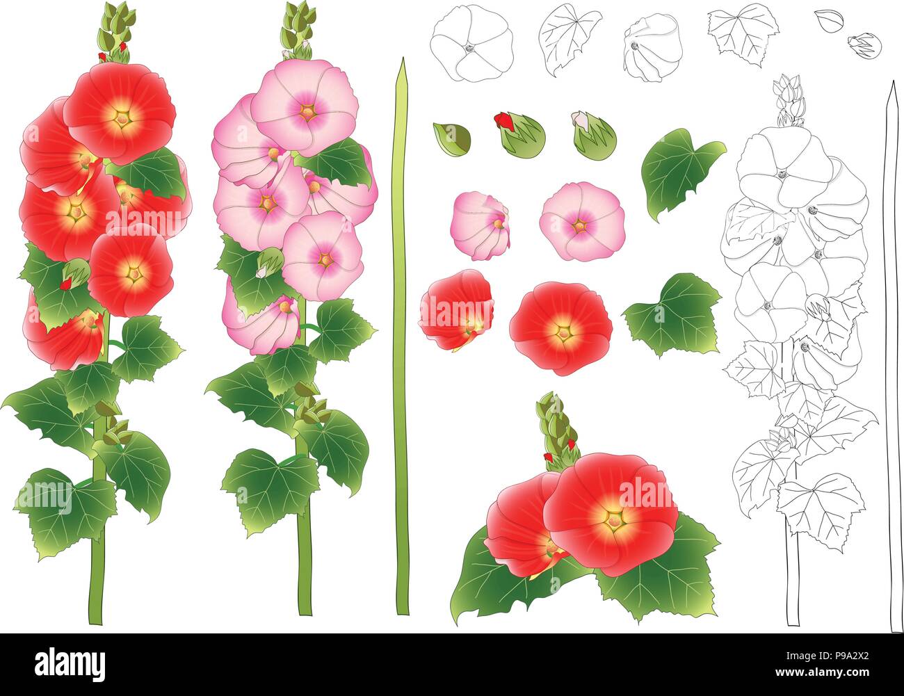 Alcea Rosea Umriss - Stockrosen, Aoi in der Mallow Familie Malvaceae. Orange rote Blume Farbe. auf weißem Hintergrund. Vector Illustration. Stock Vektor
