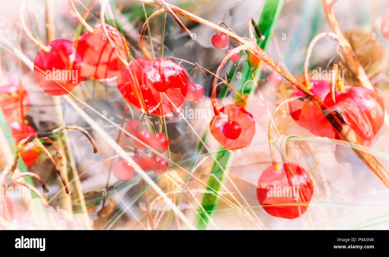 Reife Beeren kann Maiglöckchen im Herbst. Stockfoto