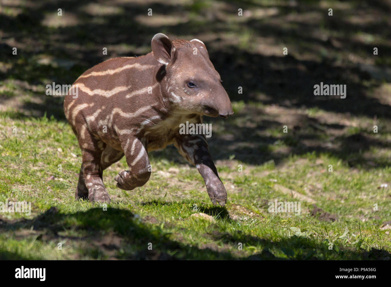 Tilly der Tapir Baby aus Newquay Zoo Stockfoto