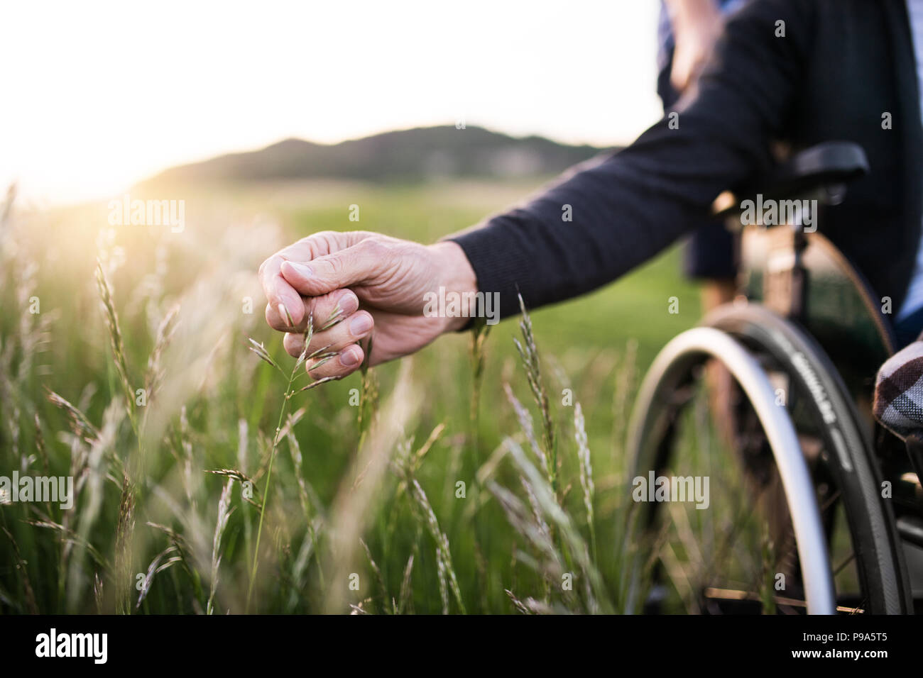 Eine Hand von einem älteren Mann im Rollstuhl holding Gras Blumen in der Natur. Close Up. Stockfoto