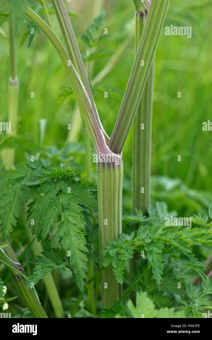 Kuh Petersilie, Anthriscus sylvestris, Stengel Knoten auf wilde umbellifer, Berkshire, Juni Stockfoto