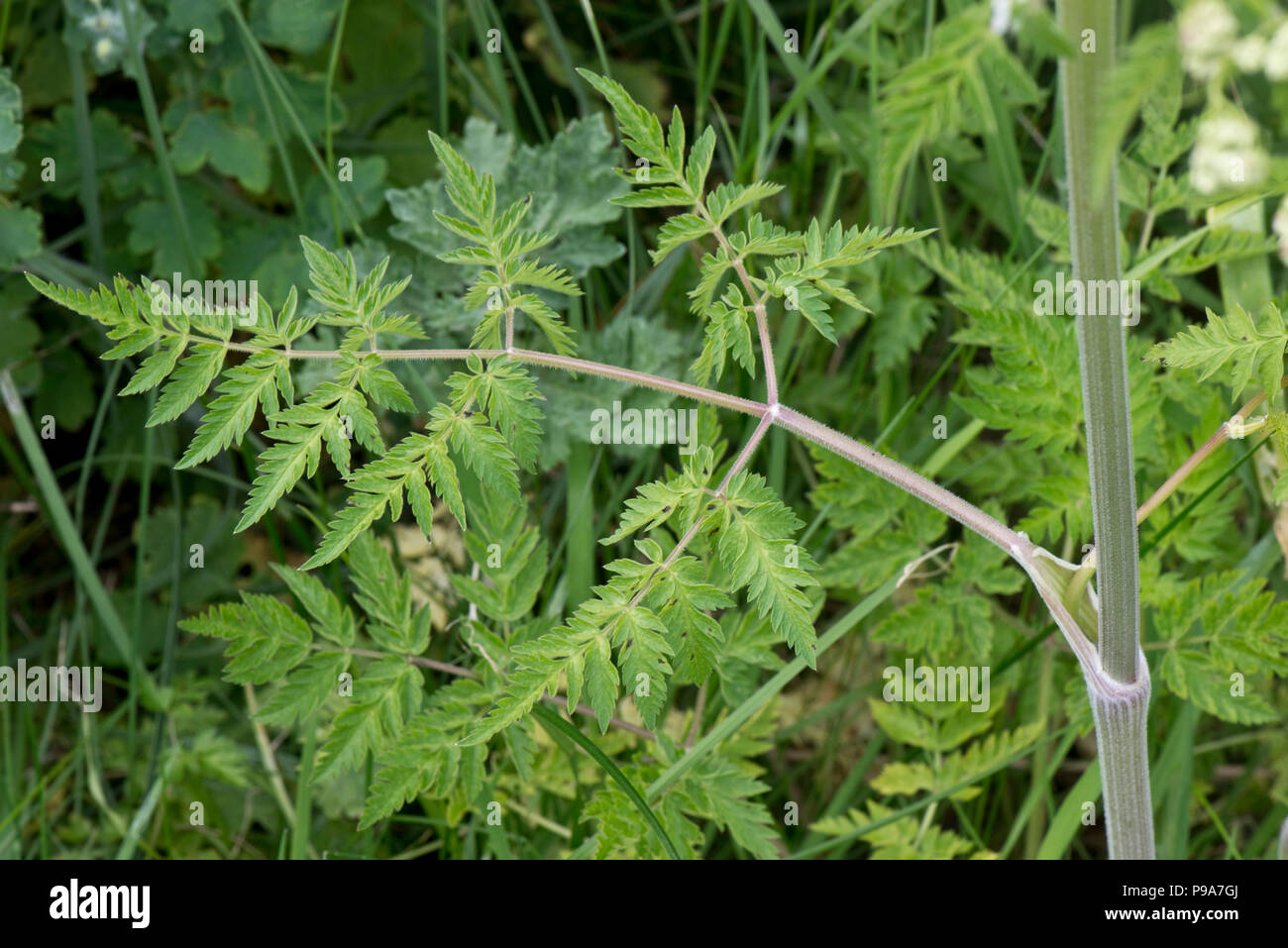 Kuh Petersilie, Anthriscus sylvestris, Laub, Grün, Farn, Blätter am Straßenrand steht, Berkshire, Mai Stockfoto