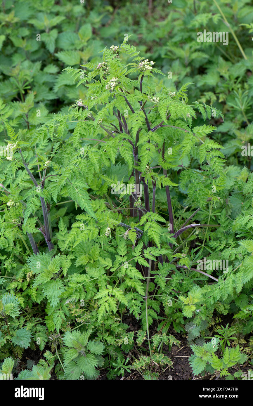 Kuh Petersilie, Anthriscus sylvestris, Blättern und Lila gewaschen, getönte Stiele auf junge Pflanzen, Berkshire, Mai Stockfoto