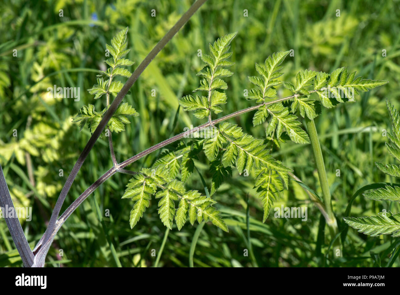 Kuh Petersilie, Anthriscus sylvestris, Blättern und Lila gewaschen, getönte Stiele auf junge Pflanzen, Berkshire, Mai Stockfoto