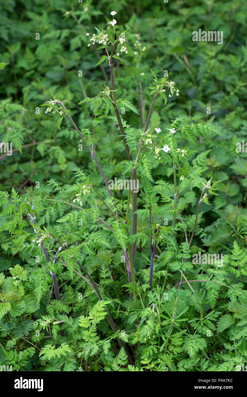 Kuh Petersilie, Anthriscus sylvestris, Blättern und Lila gewaschen, getönte Stiele auf junge Pflanzen, Berkshire, Mai Stockfoto