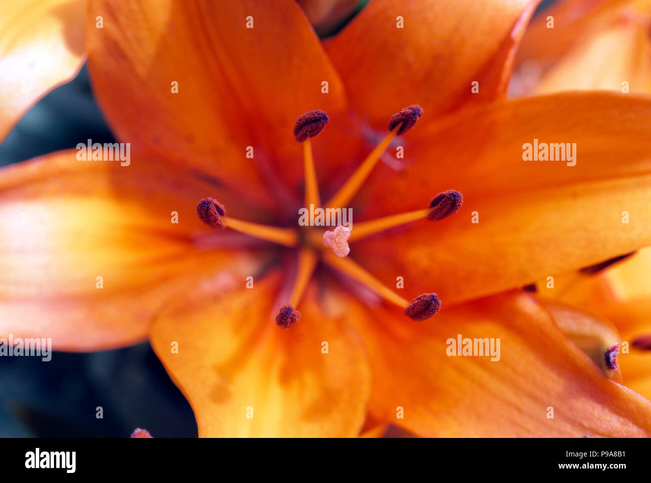 Nahaufnahme von einem Zwerg Lily in einem Englischen Garten im Sommer Stockfoto