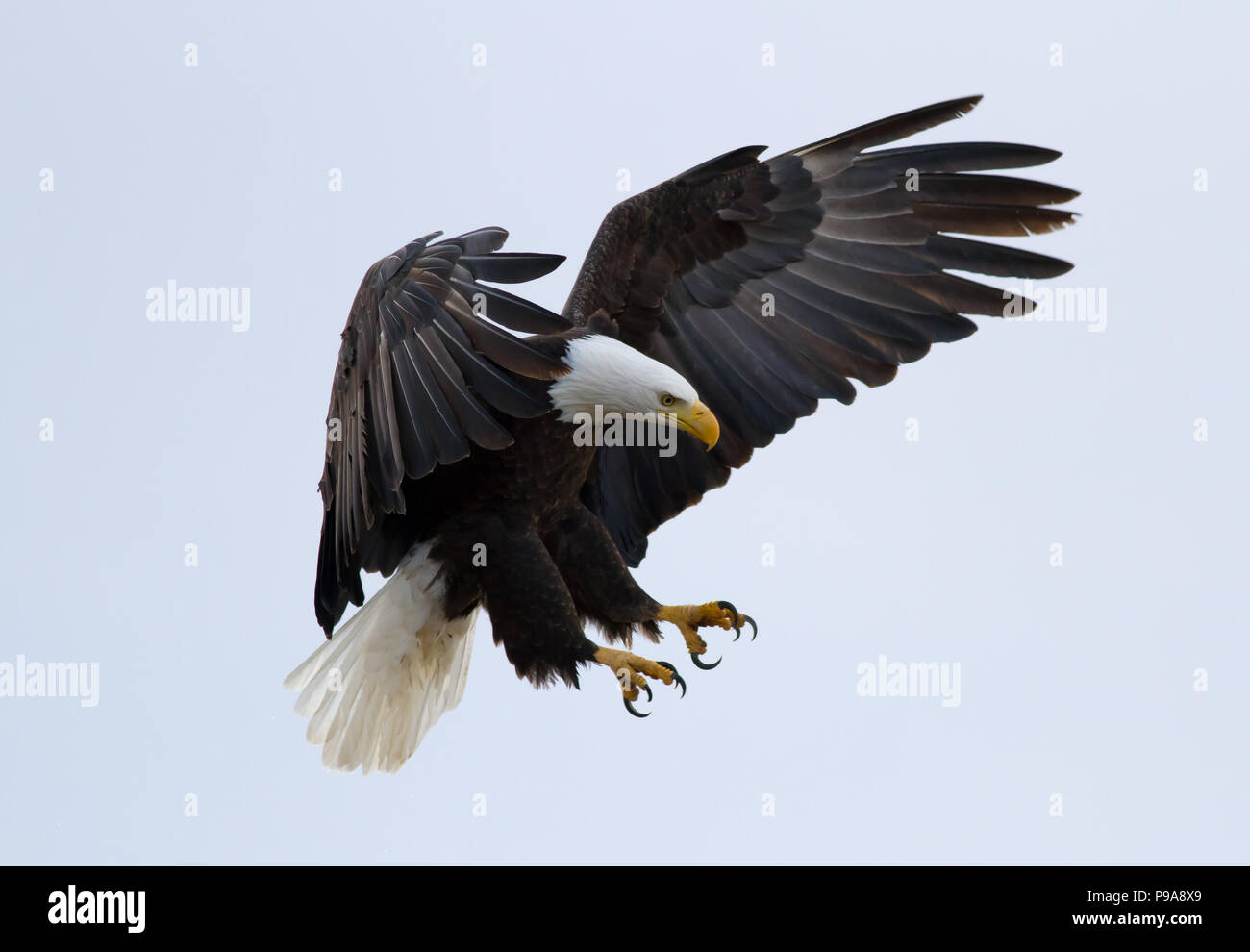 Ein Weißkopfseeadler über mit Flügeln Land öffnen und Krallen ziehen Stockfoto