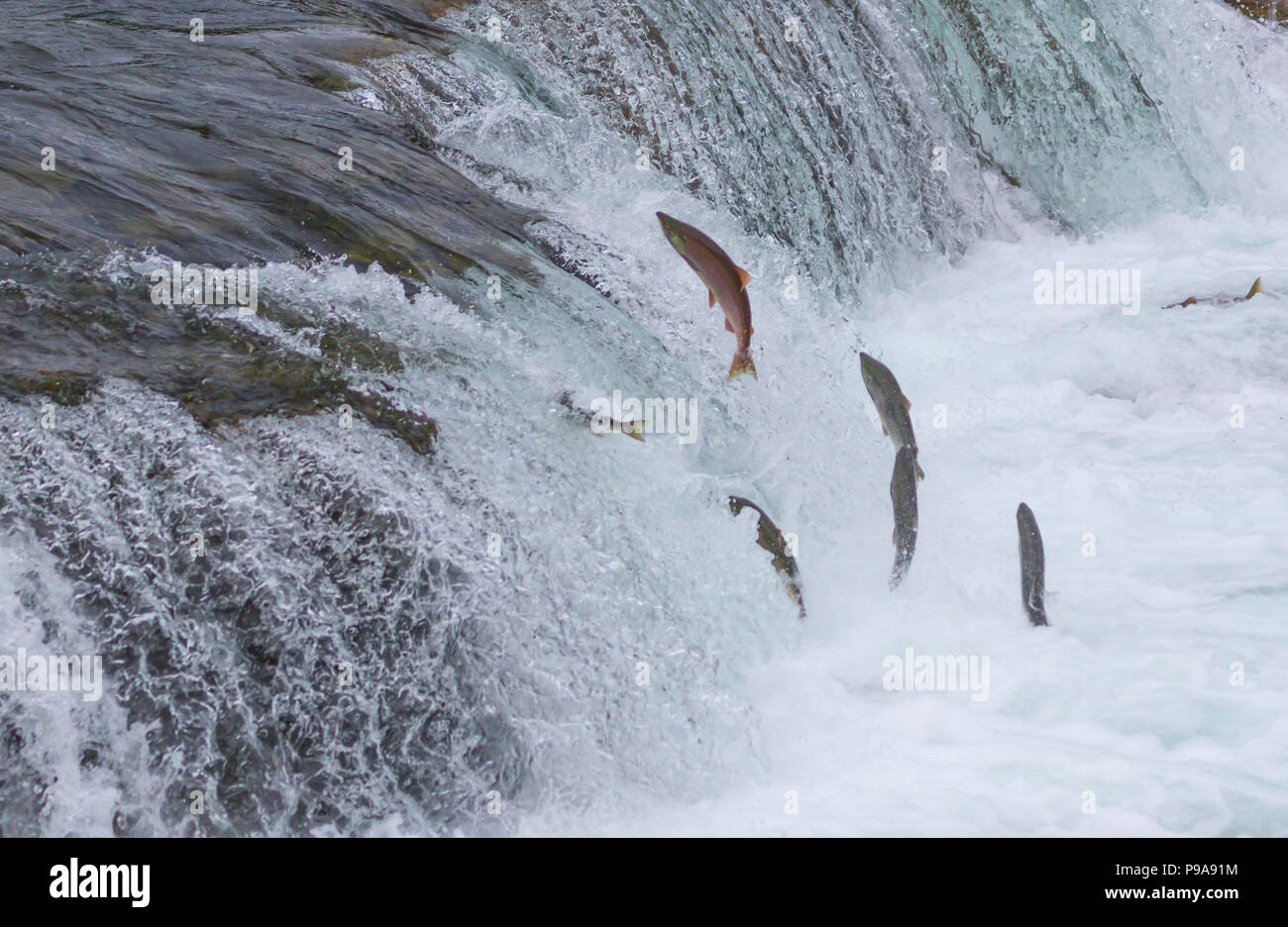 Sockeye Lachse bis Bäche springen fällt während ihrer jährlichen Migration im Katmai National Park, Alaska Stockfoto