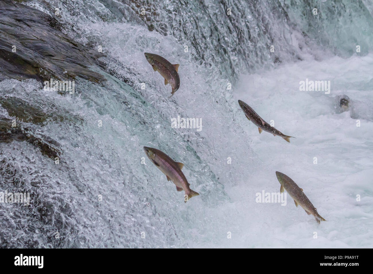 Sockeye Lachse bis Bäche springen fällt während der jährlichen Migration im Katmai National Park, Alaska Stockfoto