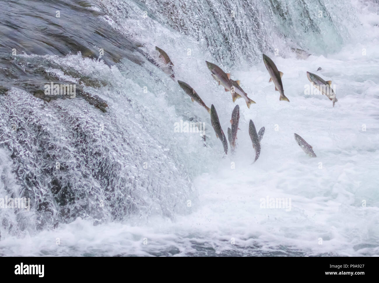 Lachse Springen auf den Brooks Falls im Katmai National Park, Alaska Stockfoto