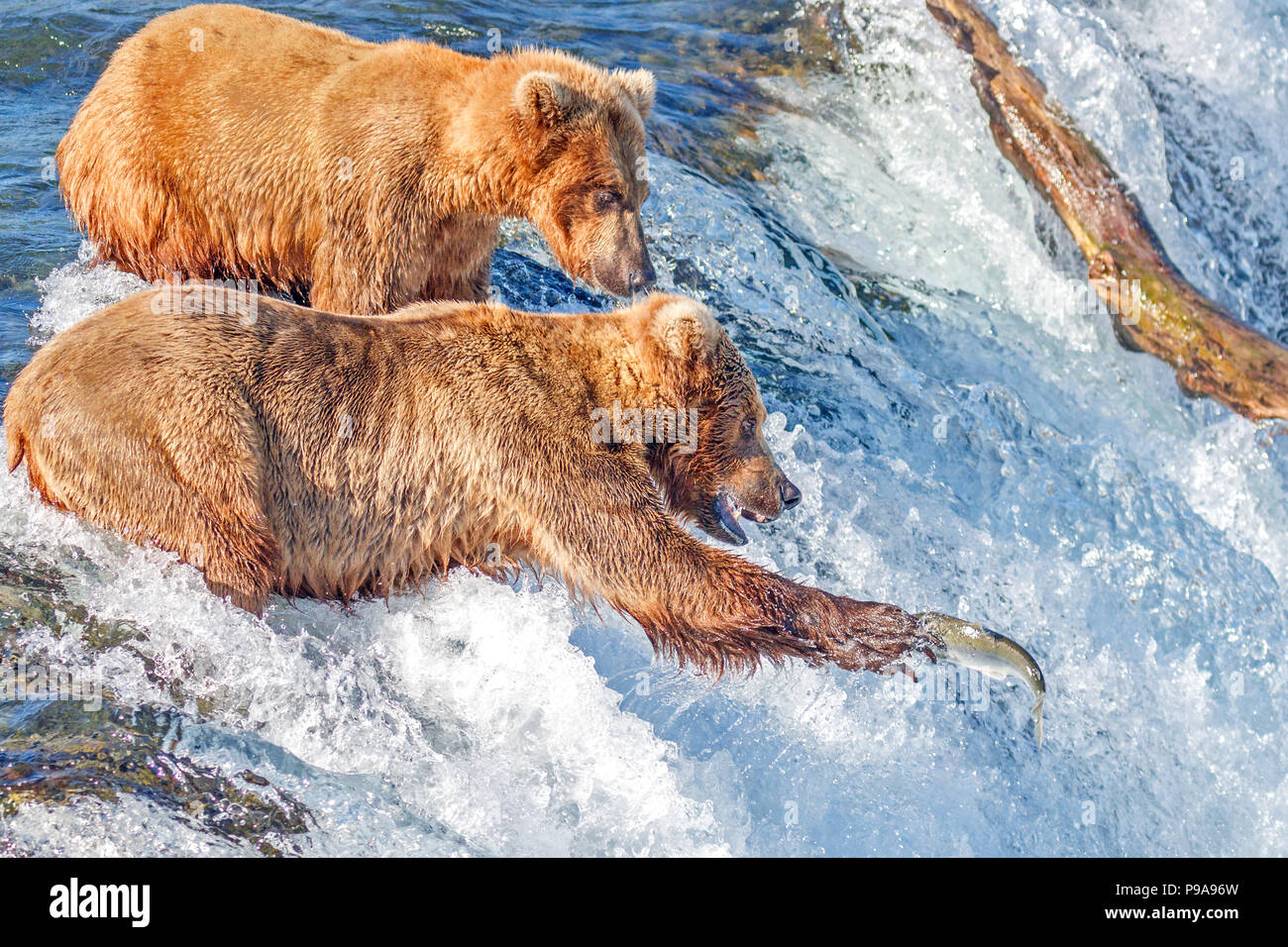 Brauner Bär versucht zu fangen, springenden Lachs an den Bächen fällt, Katmai National Park, Alaska Stockfoto