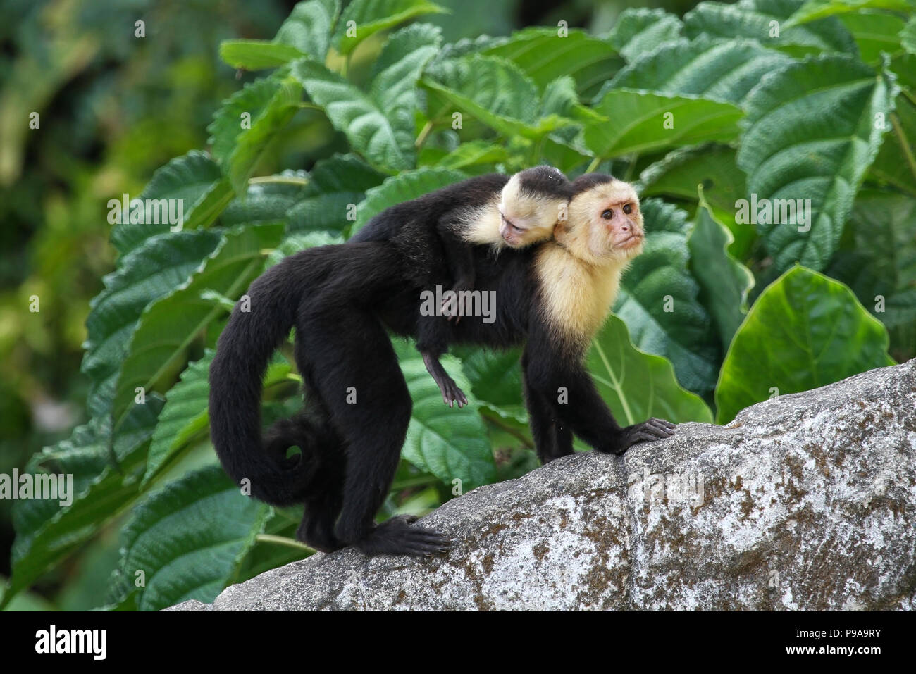 Ein erwachsener white-faced Kapuziner Affen in Costa Rica mit einem Baby auf dem Rücken. Stockfoto