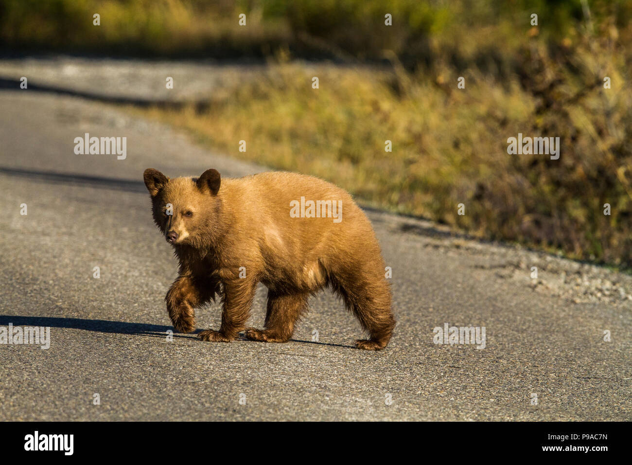 Black Bear (Ursus americanus) junge blonde Cub, Überquerung der Straße, auf der Suche nach Nahrung. Waterton National Park, Albeta, Kanada Stockfoto