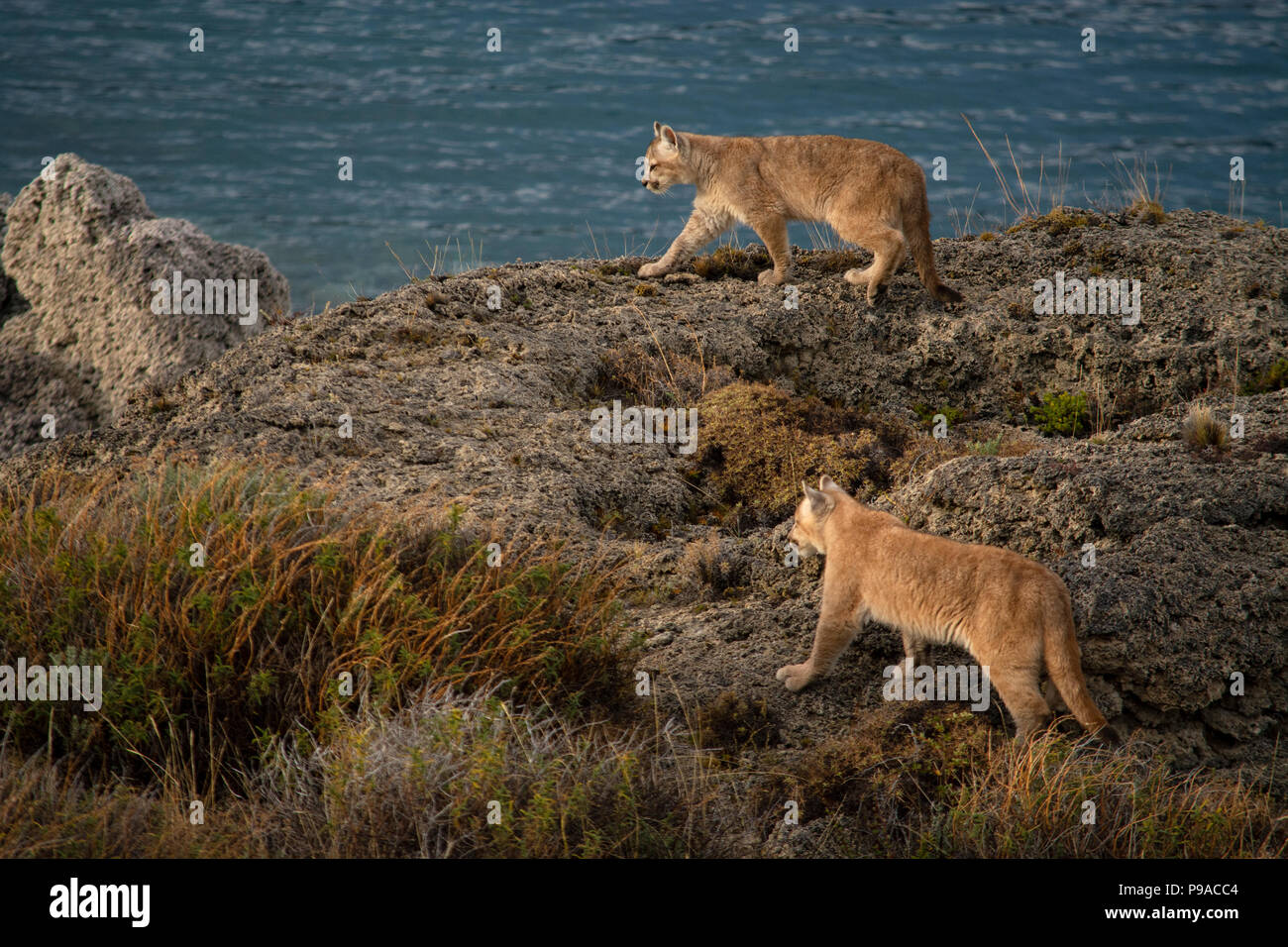 2 Junge Patagonischen puma Jungen entlang Kalzium Felsformation in der Nähe der Ufer des Sees. Stockfoto
