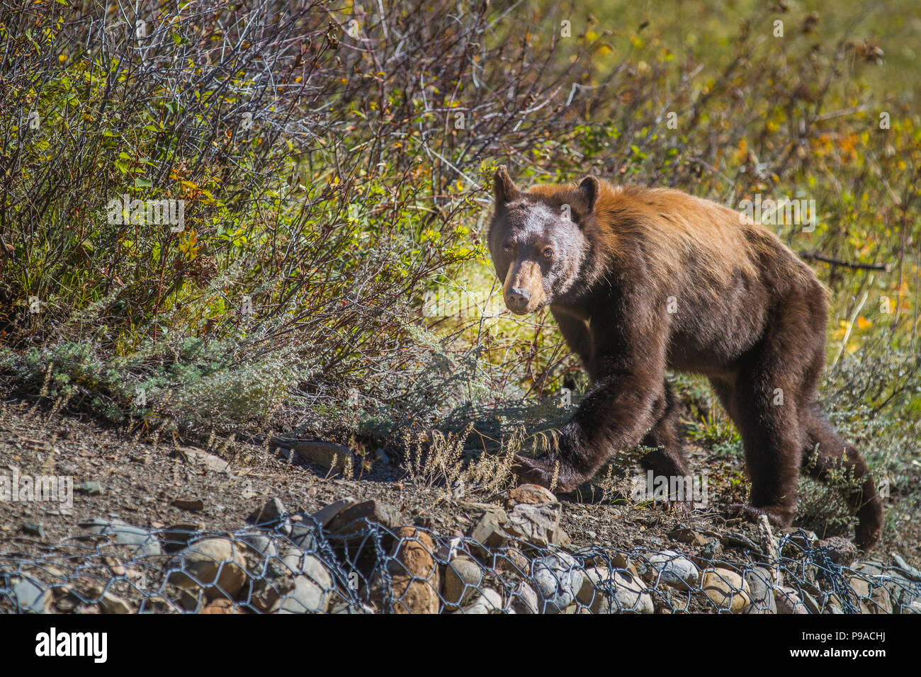 Black Bear (Ursus americanus) Wandern rund um die Stadt und Stadtrand von Waterton, auf der Suche nach Essen. Waterton National Park, Albeta, Kanada Stockfoto