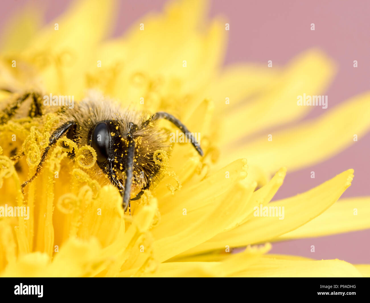 Eine einsame Biene Stockfoto