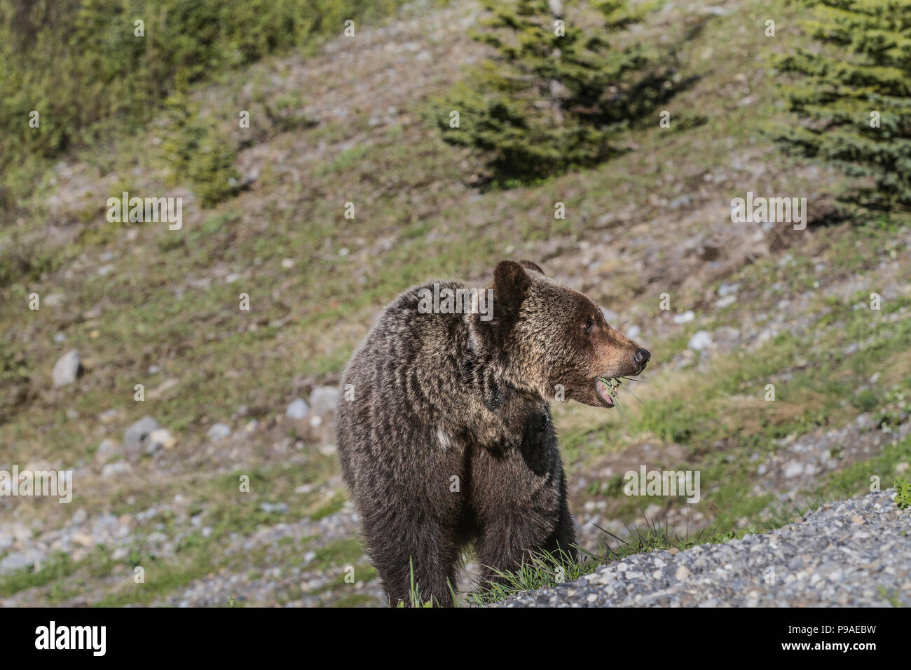 Männliche Grizzlybären (Ursus arctos Horribilis) Männliche Grizzlybären, in einem Berg Wiese, mouthfull der Löwenzahn. Voller Körper. Kananaskis, Alberta, Kanada Stockfoto