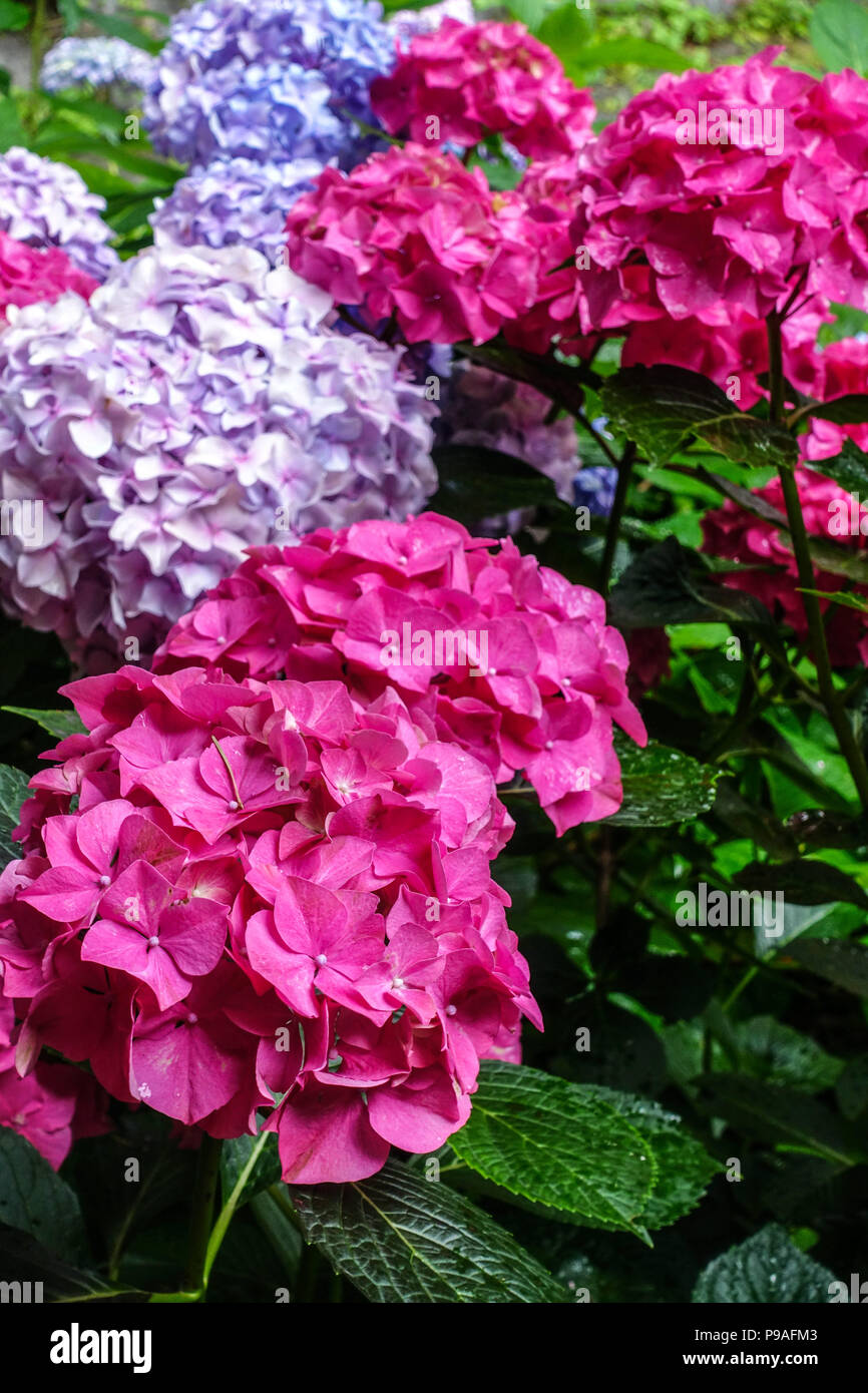 Red Bigleaf Hydrangea, Hydrangea Macrophylla 'Alpengluhen', Hortensia Stockfoto