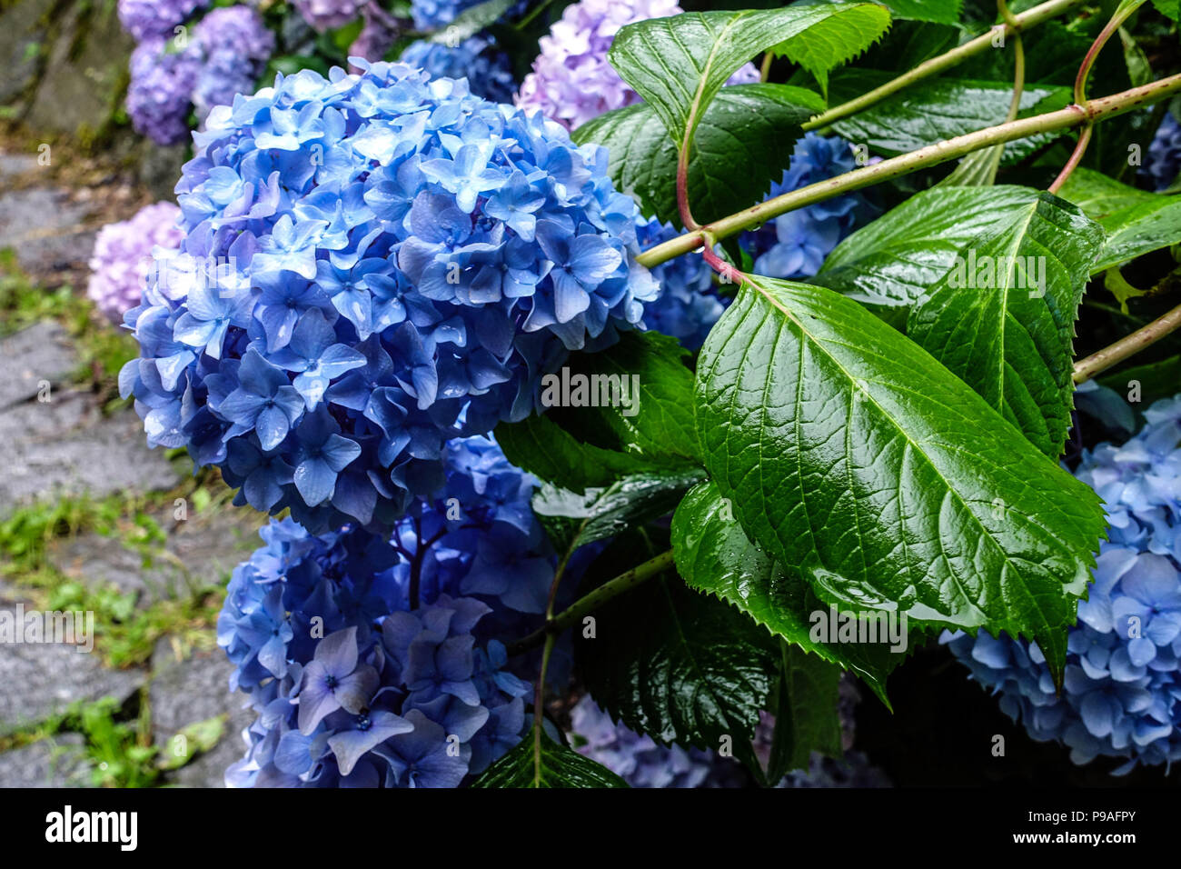 Blau Bigleaf Hydrangea, Hydrangea macrophylla, Hortensia Stockfoto