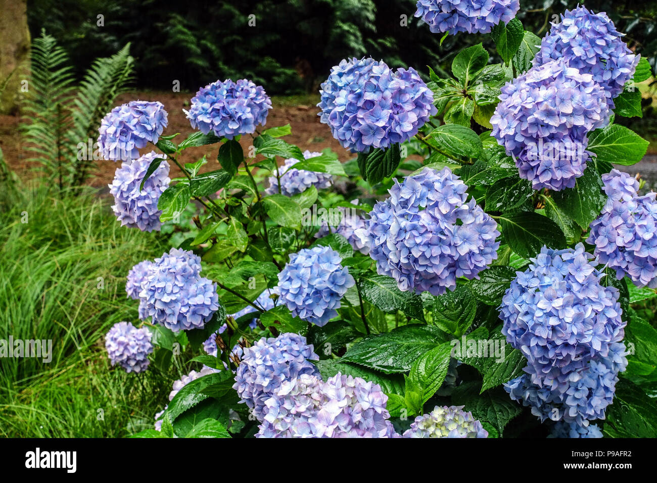 Blau Bigleaf Hydrangea, Hydrangea macrophylla, Hortensia Stockfoto