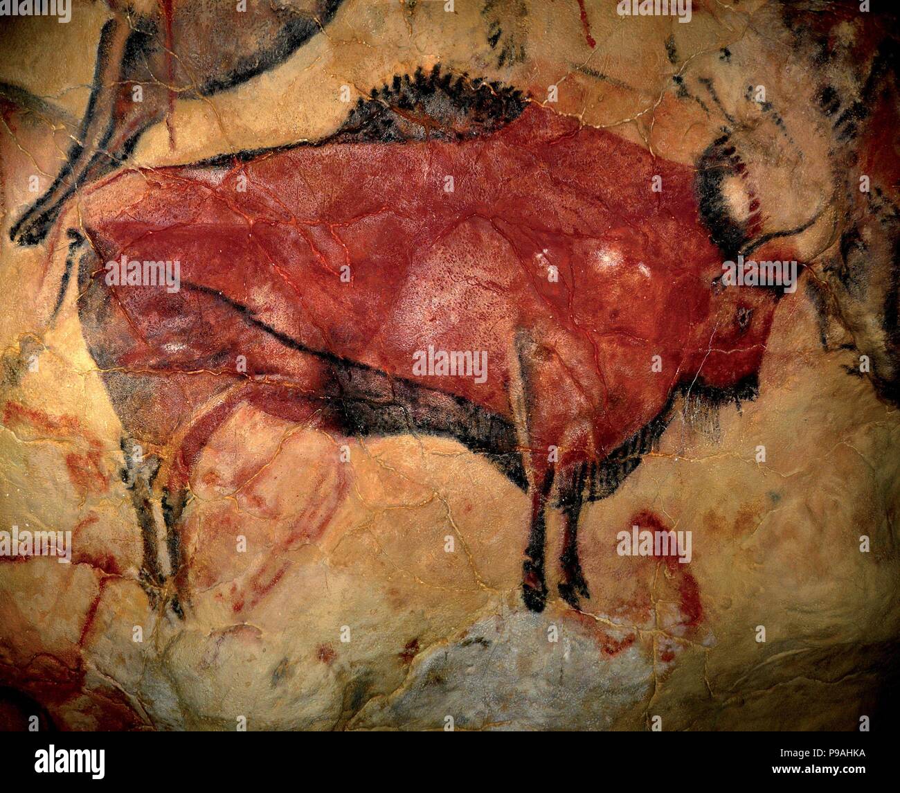 Bison. Malerei in der Höhle von Altamira. Museum: Museo Nacional y Centro de Investigación de Altamira. Stockfoto