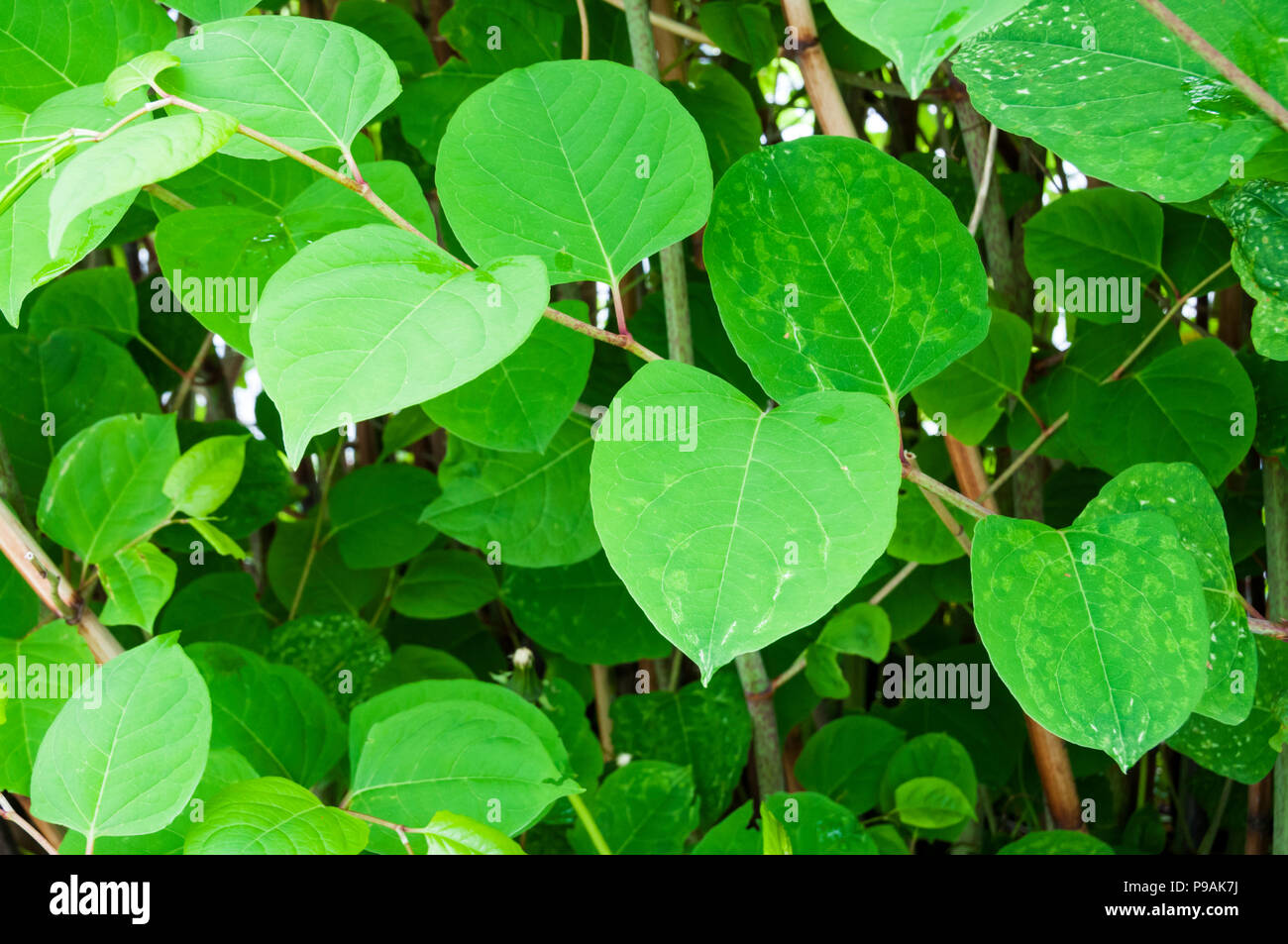 Japanischer Knöterich, Fallopia japonica Stockfoto