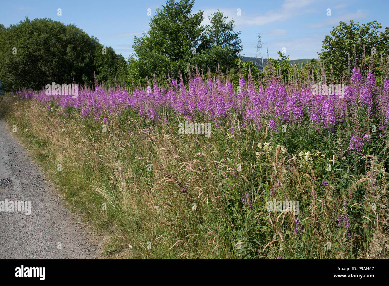 Die großen Banken der Rosebay Chamaenerion weidenröschen Weidenröschen oder Ungeschnittenen angustifolium Blüte am Straßenrand kurz vor Schottland Großbritannien Stockfoto