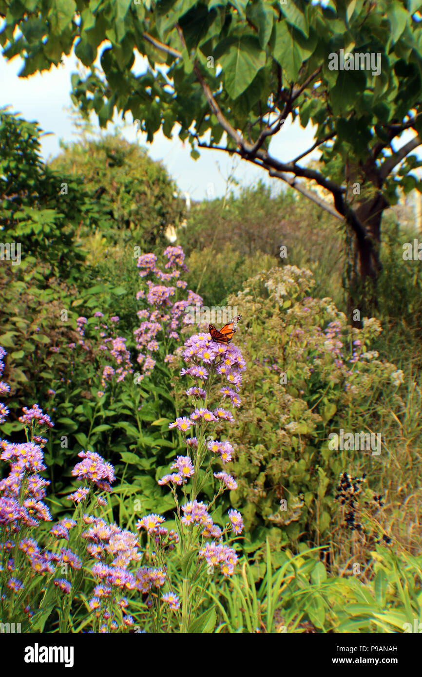 Eine Gruppe von lila Astern mit Monarch Schmetterlinge auf den Blumen im Garten nachlief, Stockfoto
