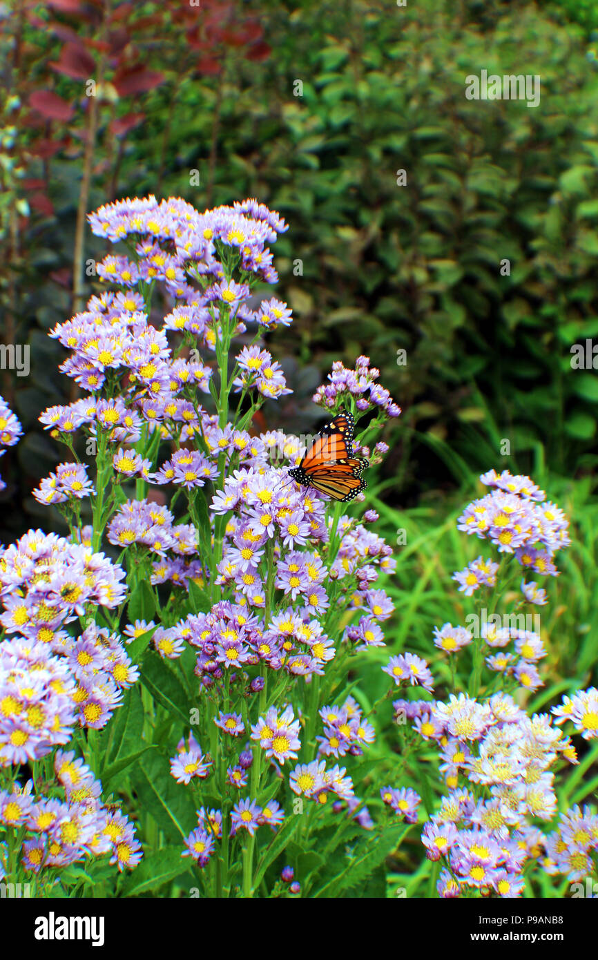 Eine Nahaufnahme eines Clusters von lila Astern mit Monarch Butterfly zu den Blumen in einem wildflower Garten festhalten Stockfoto